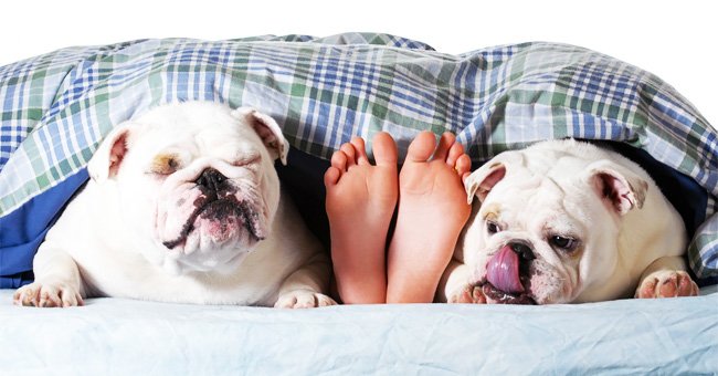 Pies humanos entre dos bulldogs en la cama. | Foto: Shutterstock Pies humanos entre dos bulldogs en la cama. | Foto: Shutterstock