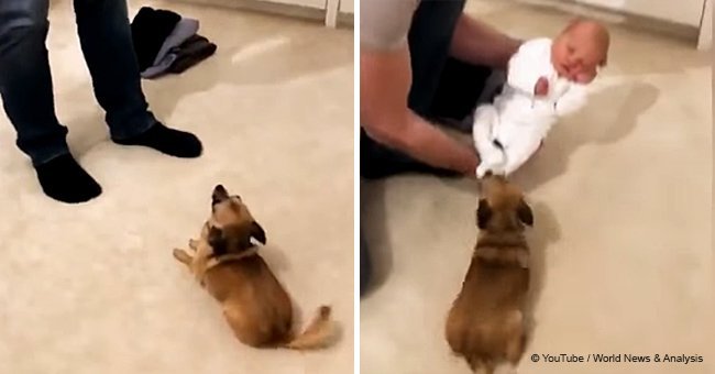 Little dog meets newborn for the first time and its reactions quickly goes viral