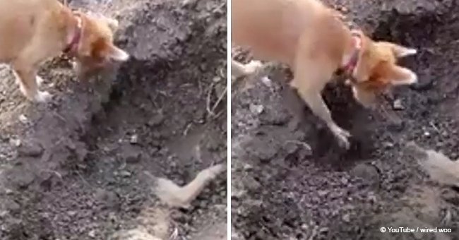 Sad moment dog buries best friend after deadly car crash