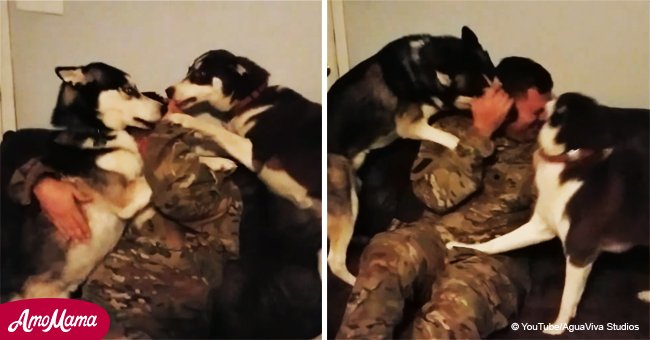 Huskies go berserk when their soldier owner returns home from duty