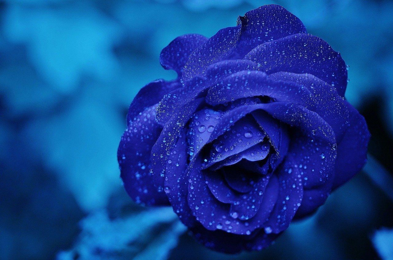 A close-up of a blue rose with water droplets on it | Photo: Pixabay/GLady