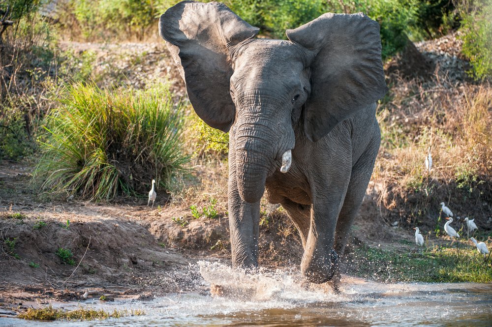Elefante cruzando un arrojo. | Foto: Shutterstock
