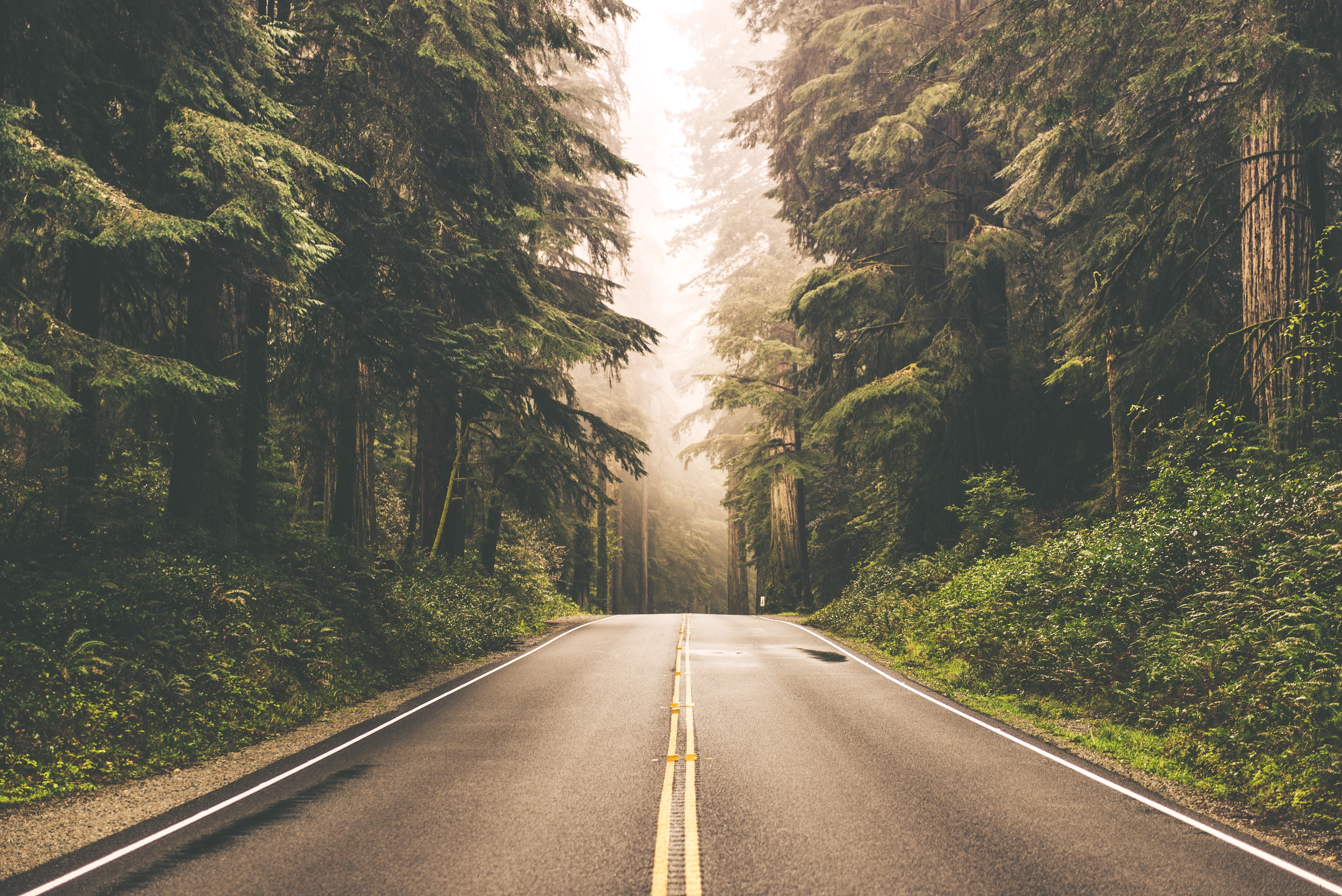 Foggy Straight Redwood Highway. | Source: Shutterstock