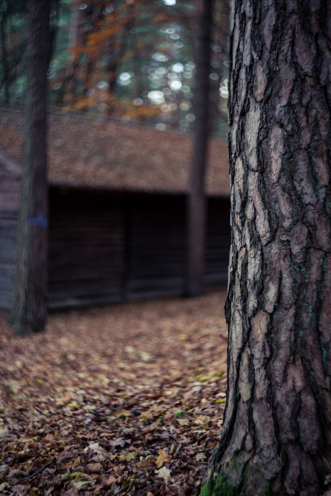 They were about to start digging behind the cabin. | Source: Pexels
