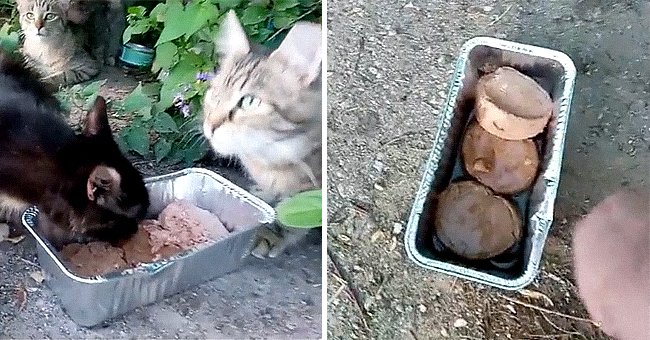 Screenshot of cats eating food. | Source: reddit.com/talking_walls_photo