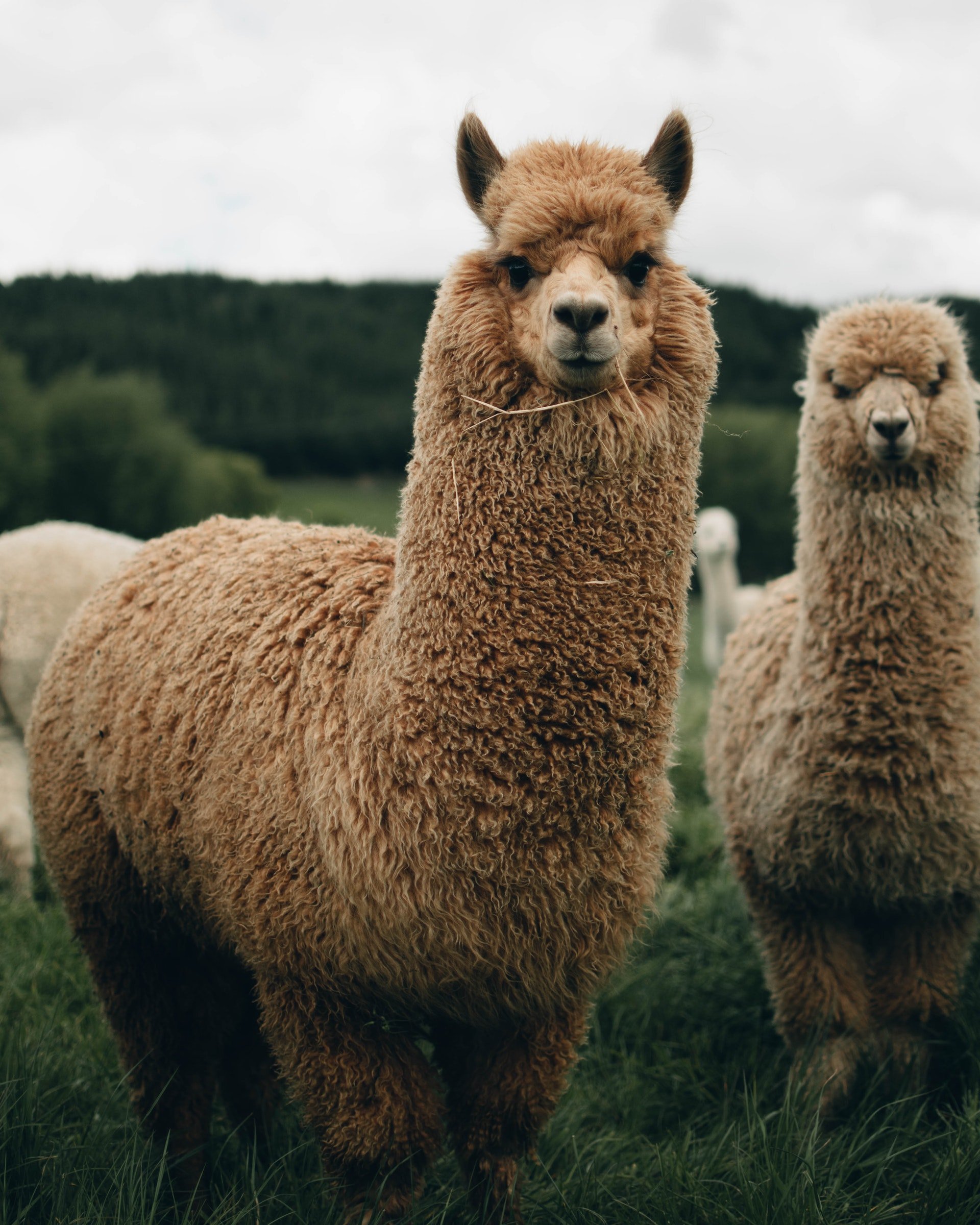 Alpacas alegran a ancianos que viven en residencias en un pequeño ...