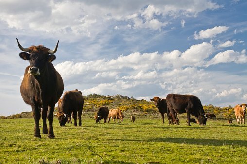 Cattle grazing on field | Photo: Getty Images