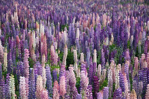 Fields of Lavender. | Source: Pixabay