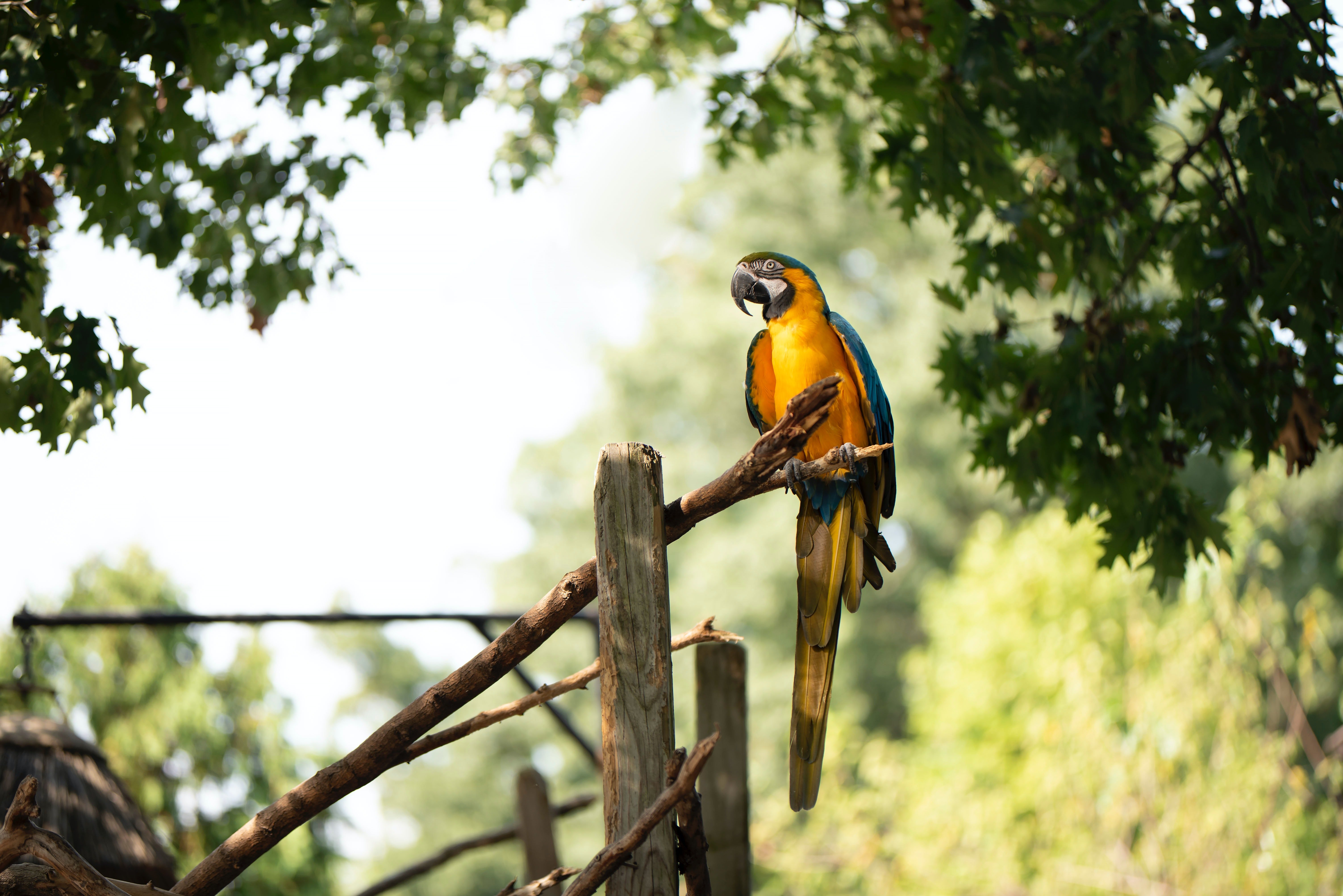 A yellow and blue parrot perched on a branch. | Pexels/ Julissa Helmuth 