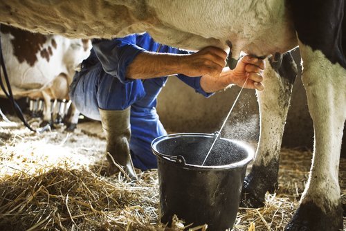 Granjero ordeñando una vaca. | Fuente: Shutterstock