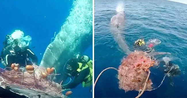 Whale tries to escape from net | Photo: Youtube/Reuters