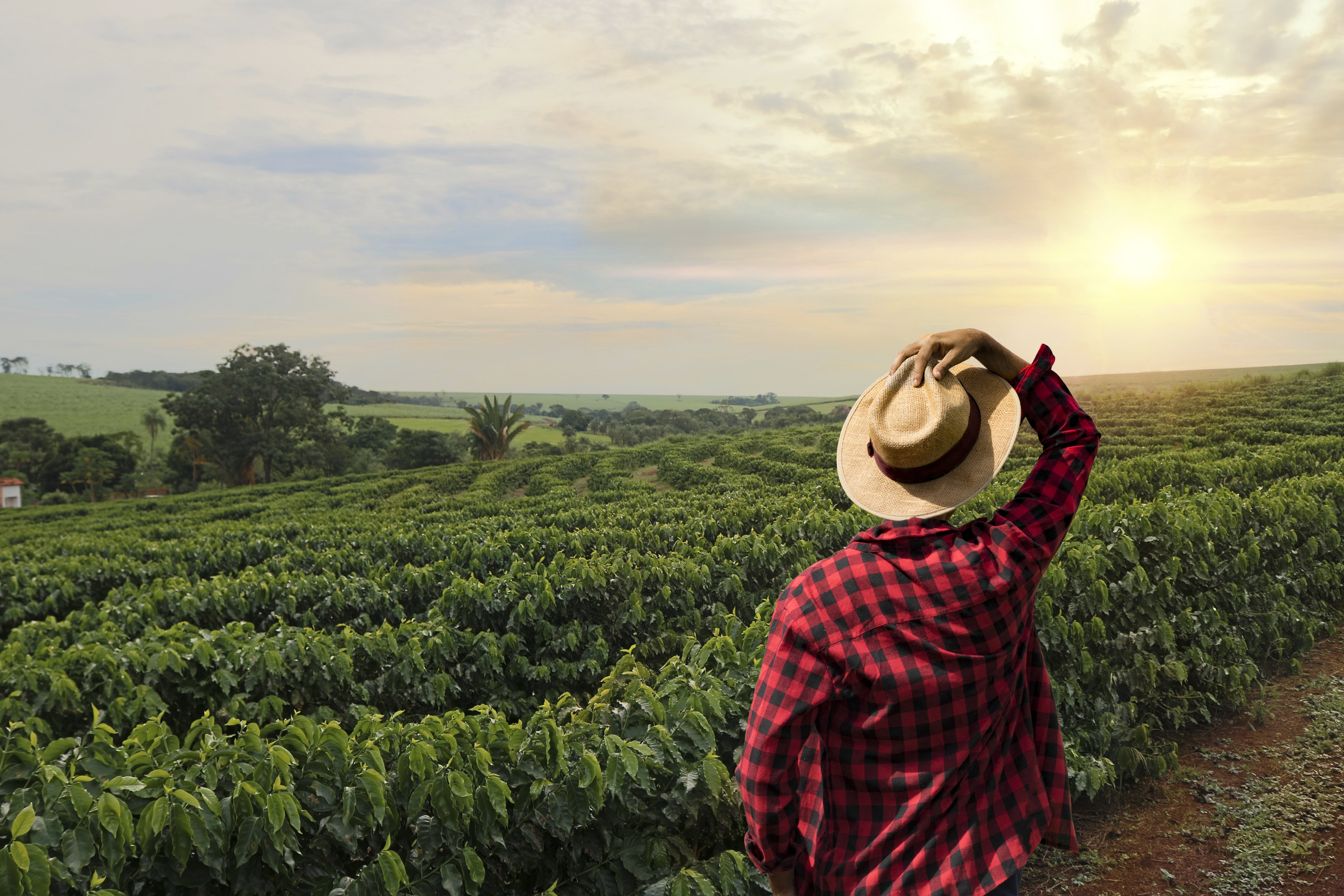 Farmer working on coffee field at sunset outdoor | Photo: Shutterstock.com