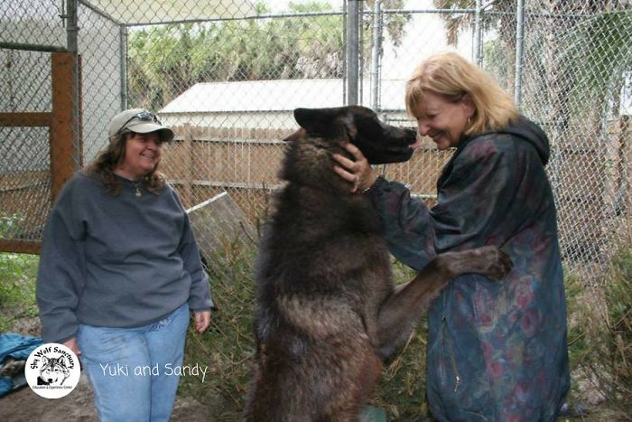 Deux femmes avec Yuki / Source : Shy Wolf Sanctuary