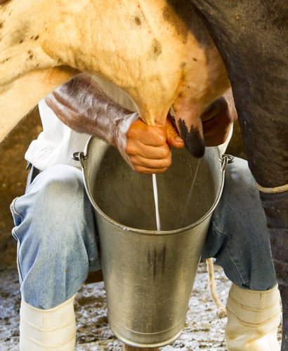 Granjero ordeñando una vaca con las patas atadas. | Fuente: Shutterstock