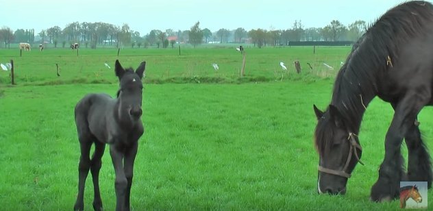 Source: YouTube/ Very Cute Baby Horses with their Mother