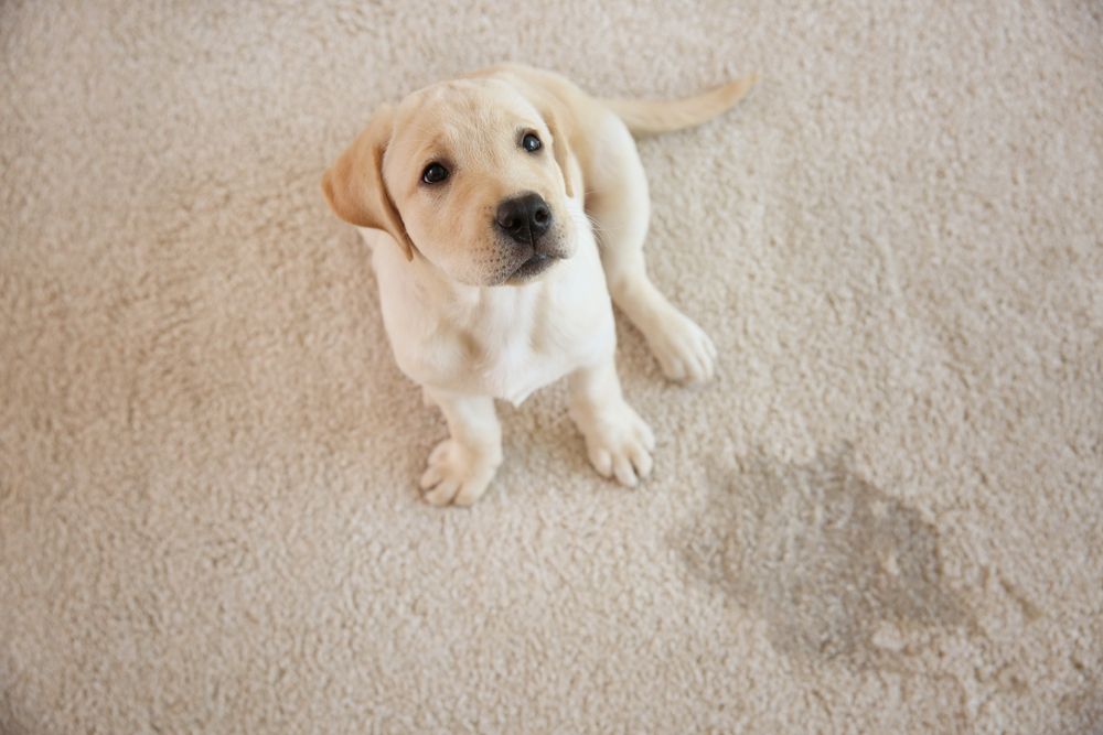 A baby labrador puppy looking up at the camera. | Source: Shutterstock