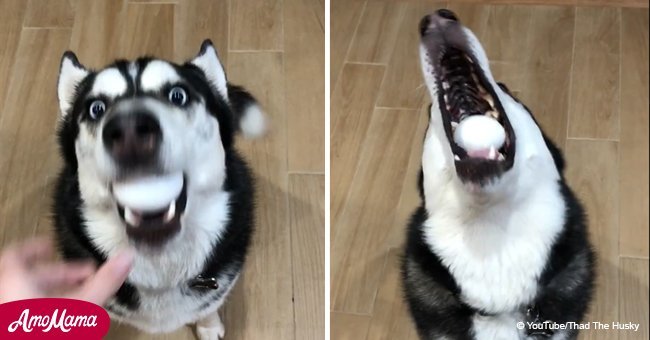 Here's the dog 'egg challenge' that has the internet in a frenzy