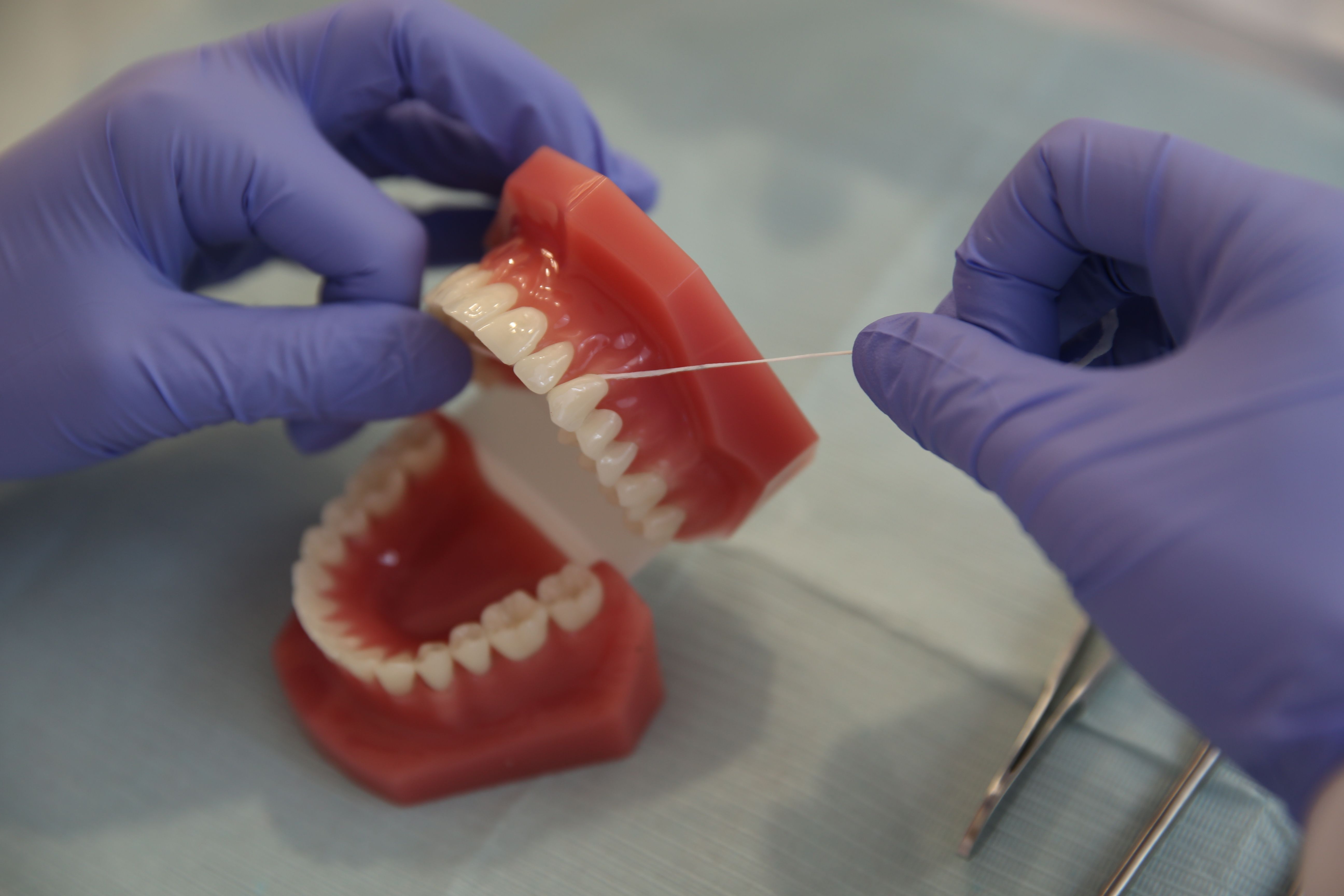 A dental model of flossing teeth | Source: Pexels