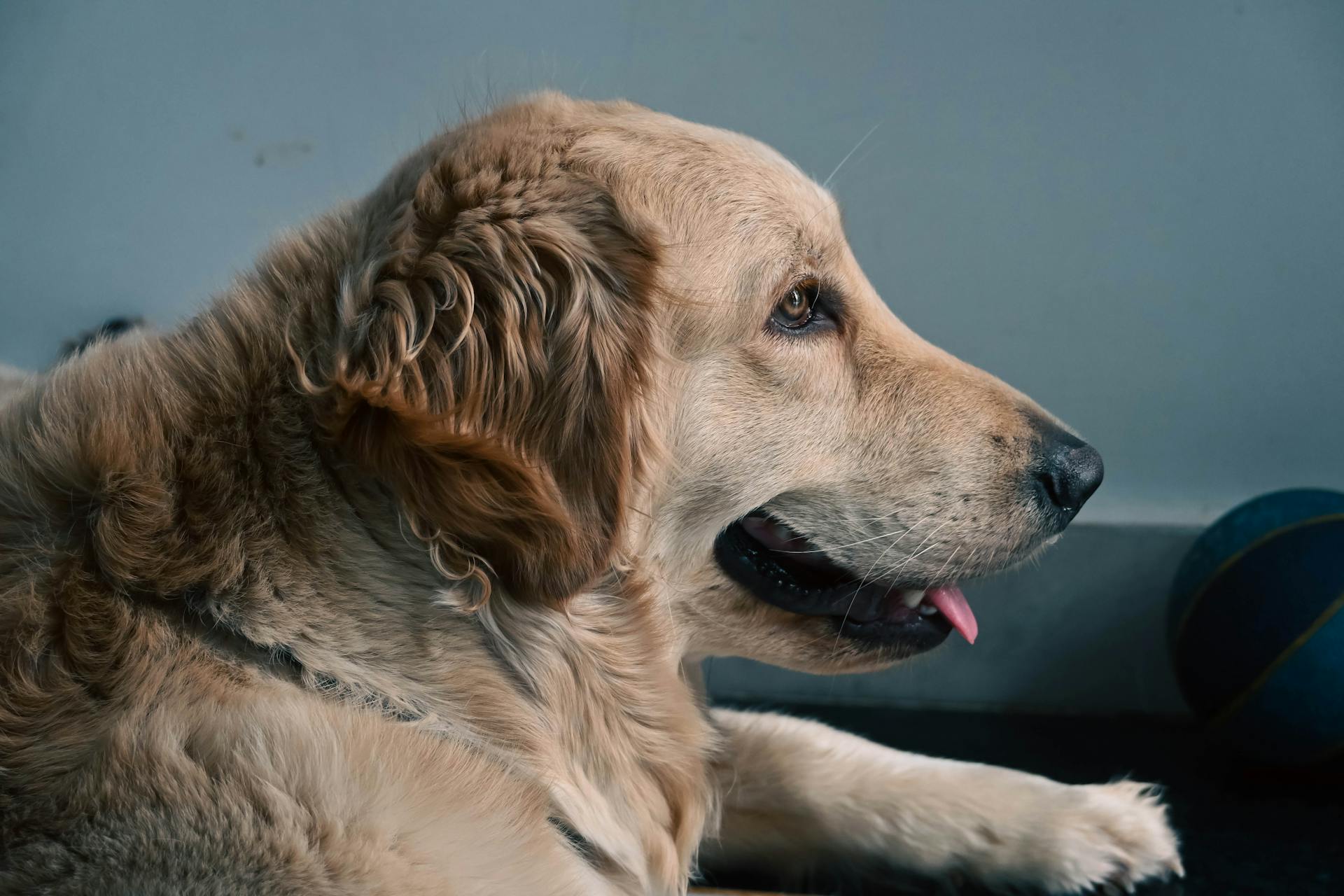Um golden retriever com a língua de fora | Fonte: Pexels