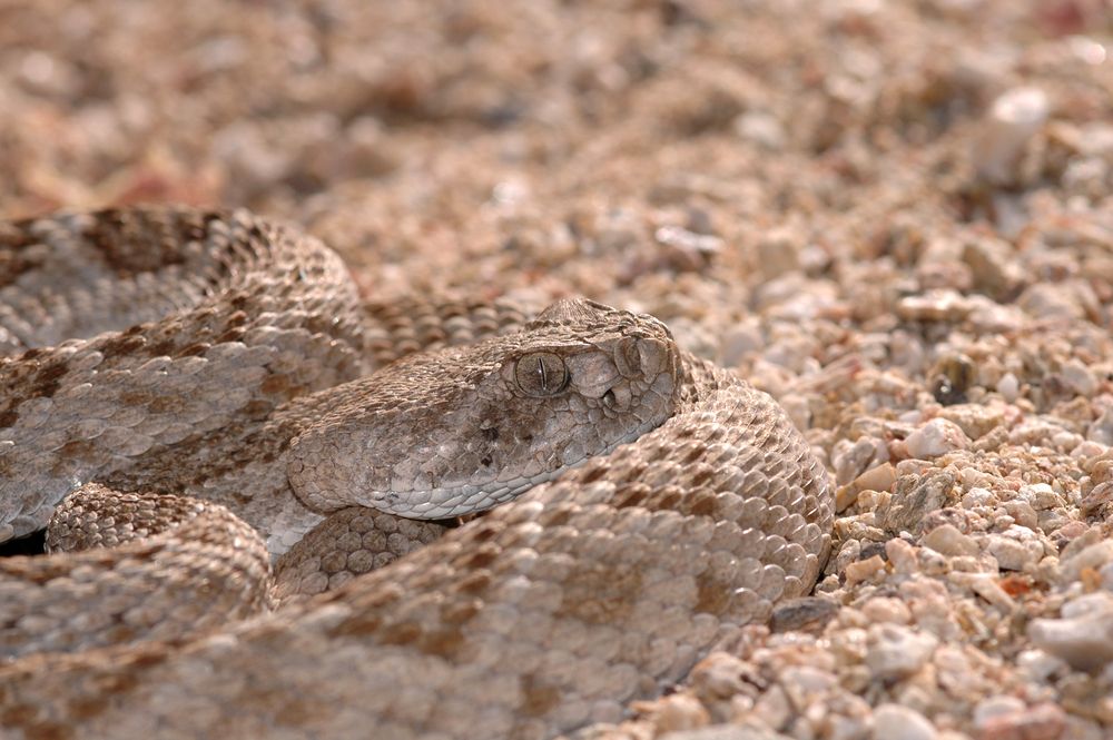 A brown snake crawling on the ground. | Source: Shutterstock