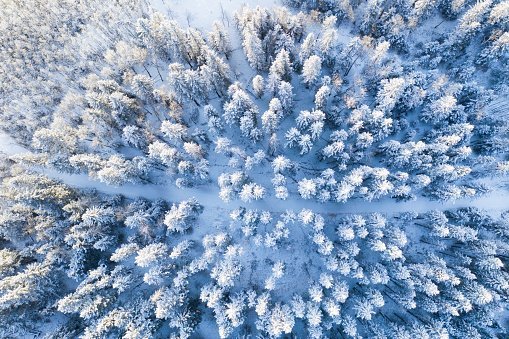 Snow covered treetops in forest, Alberta, Canada | Photo: Getty Images