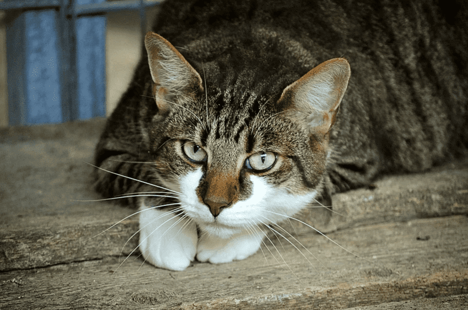A cat resting on a wooden frame | Photo: Pixabay