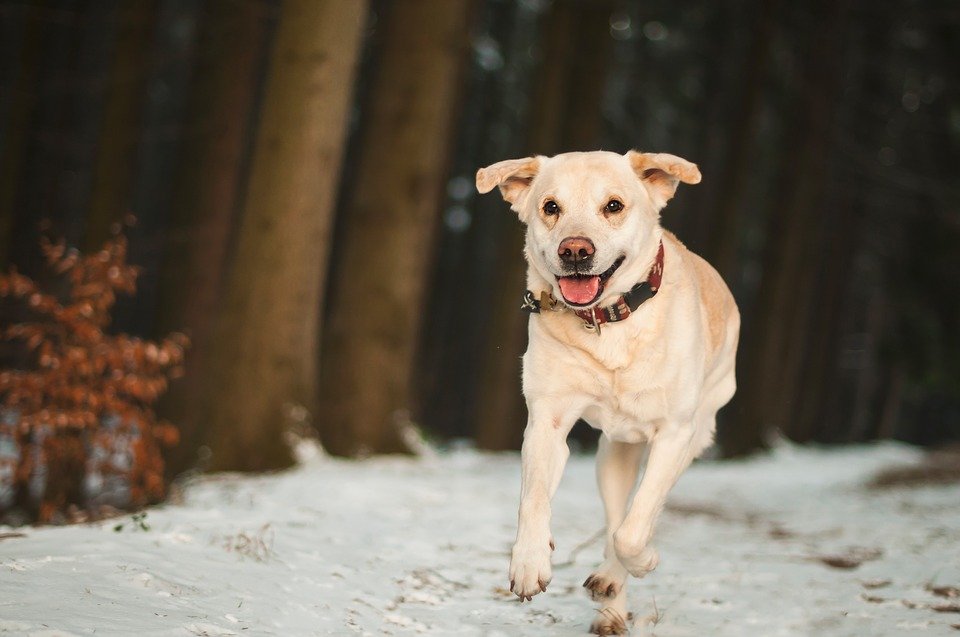 Un chien qui court | Photo : Pixabay