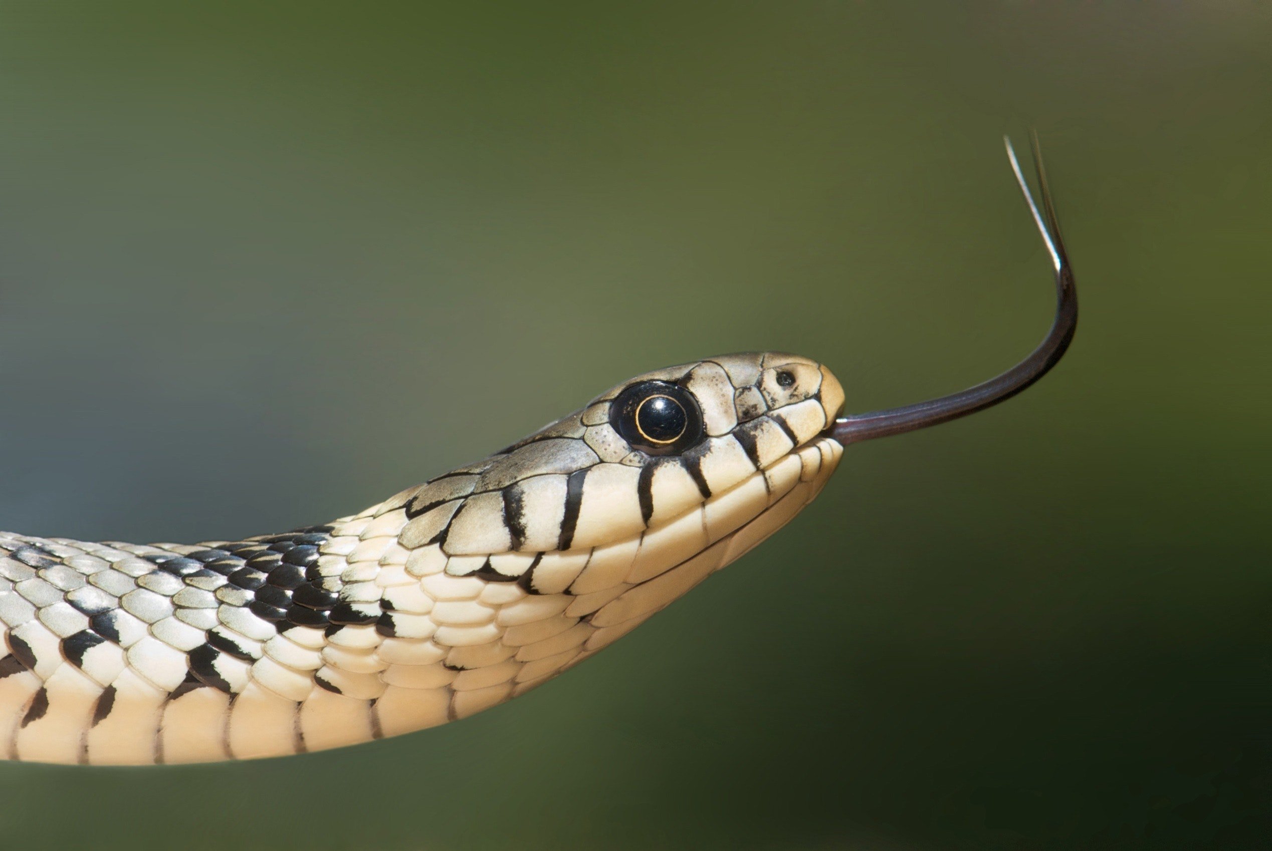 A snake. | Photo: Pexels