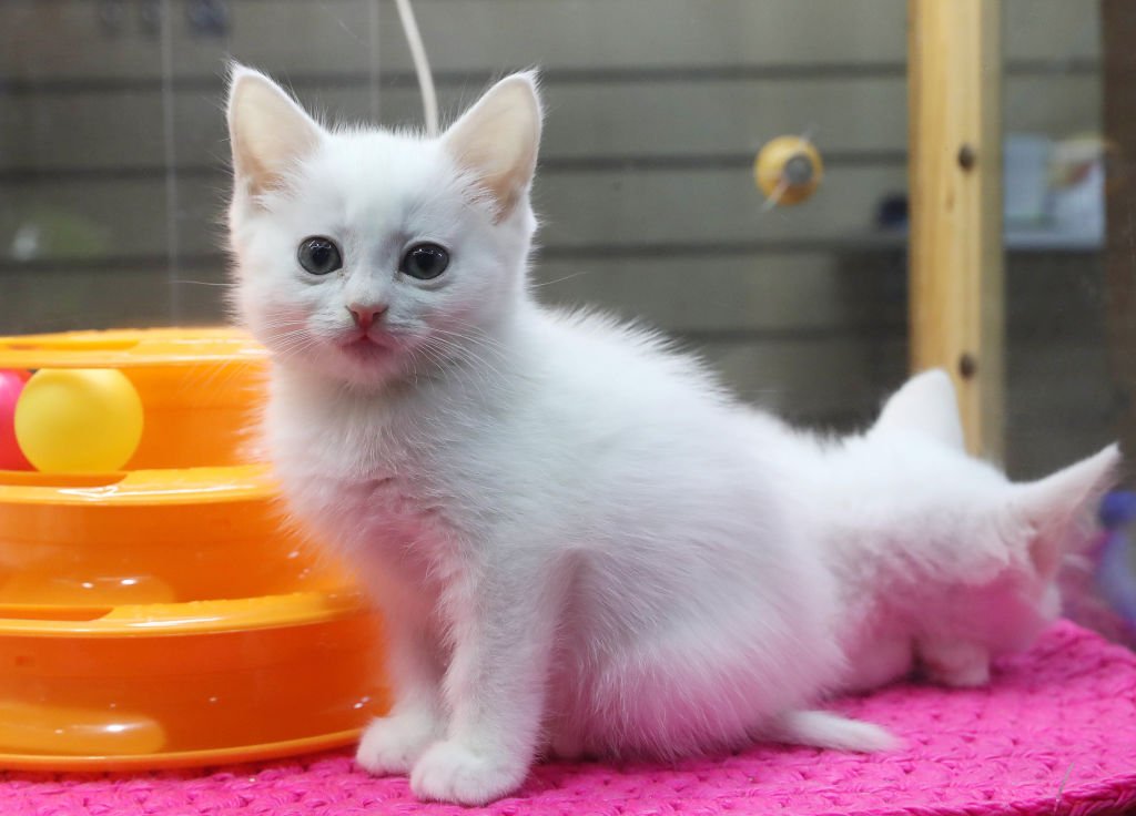 Un mignon chaton.| Photo : Getty Images