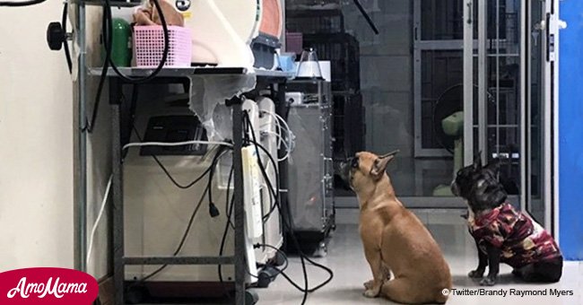 Mama dog refused to leave her puppies that were put in an incubator