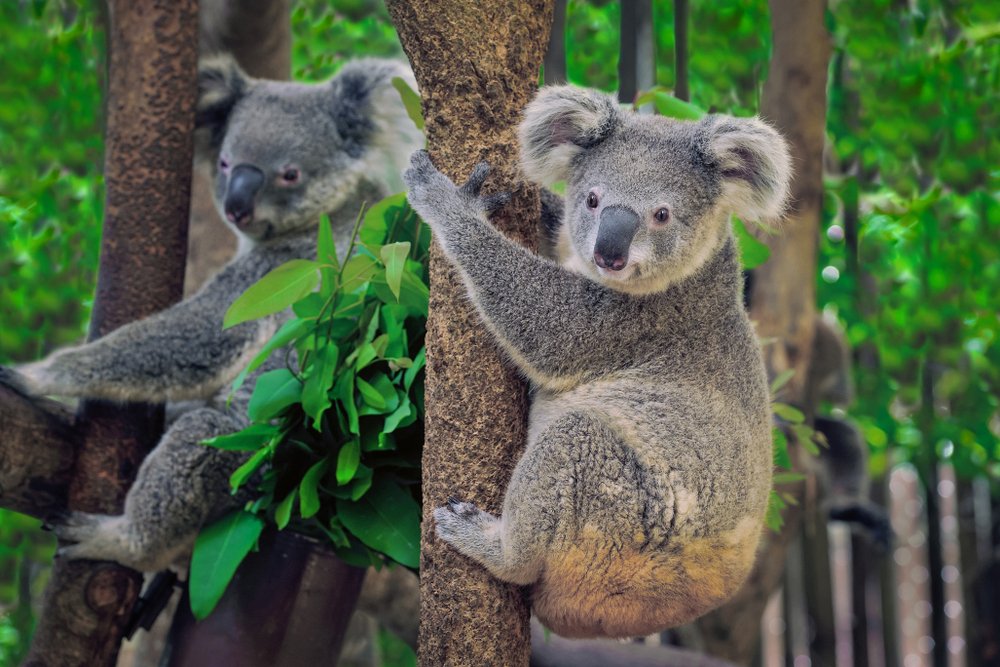 Koalas auf Baum. I Quelle: Shutterstock