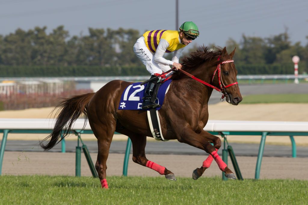 Jockey Filip Minarik riding Nero at the Takamatsunomiya Kinen (G1 1200m) at Chukyo Racecourse on March 25, 2018 in Toyoake, Aichi Prefecture, Japan. | Source: Getty Images