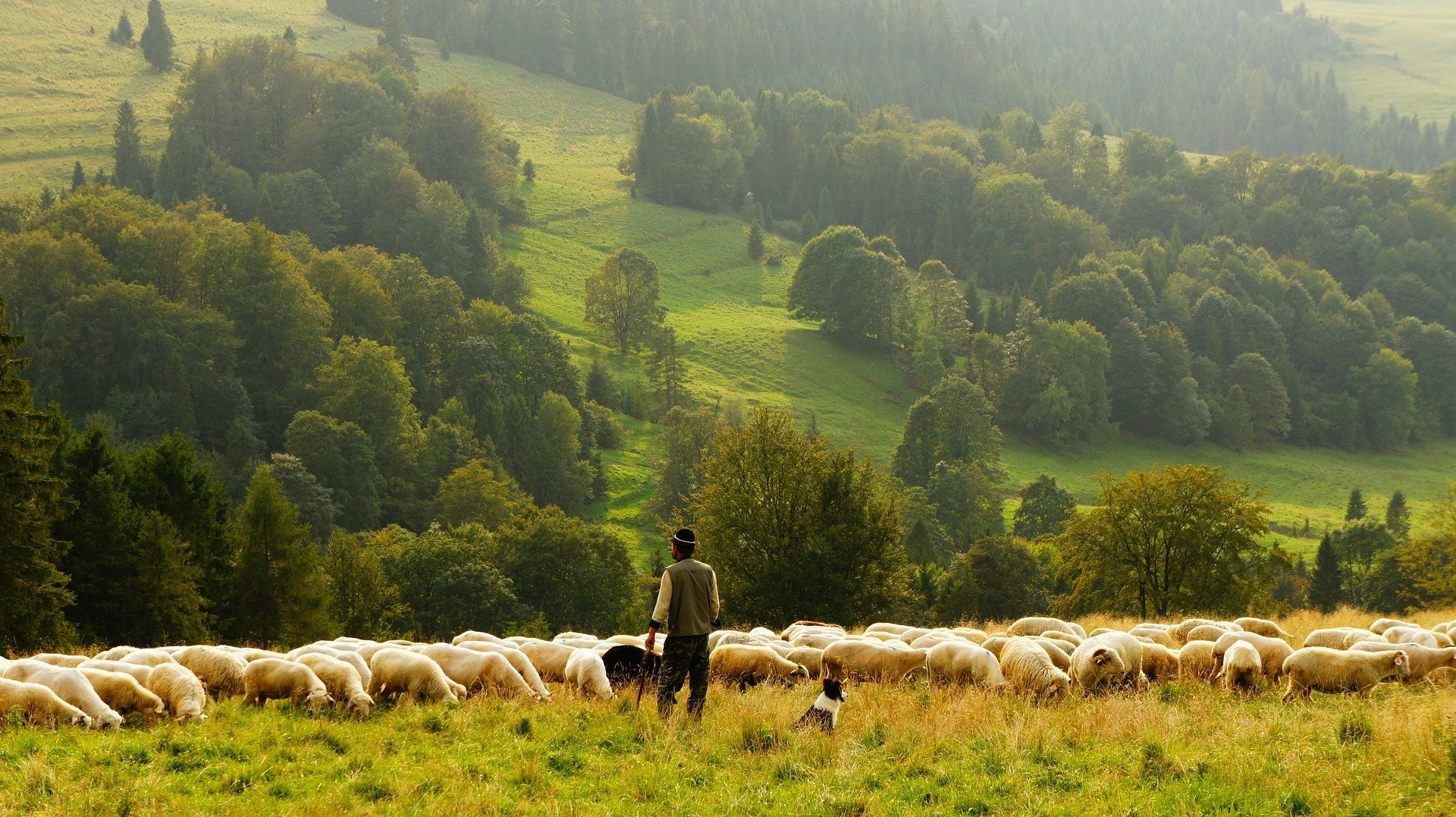 Un berger avec des moutons. | Photo : Pixabay Un berger avec des moutons. | Photo : Pixabay