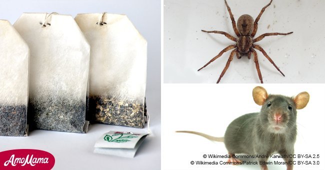 This home remedy can be used to keep rats and spiders out of your home