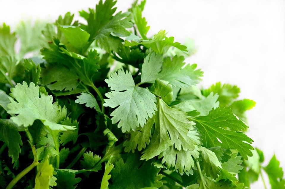 Cilantro / Imagen tomada de: Pixabay Cilantro / Imagen tomada de: Pixabay