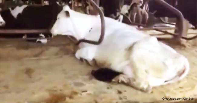 Black creature caught drinking milk from a cow, but it is not a calf
