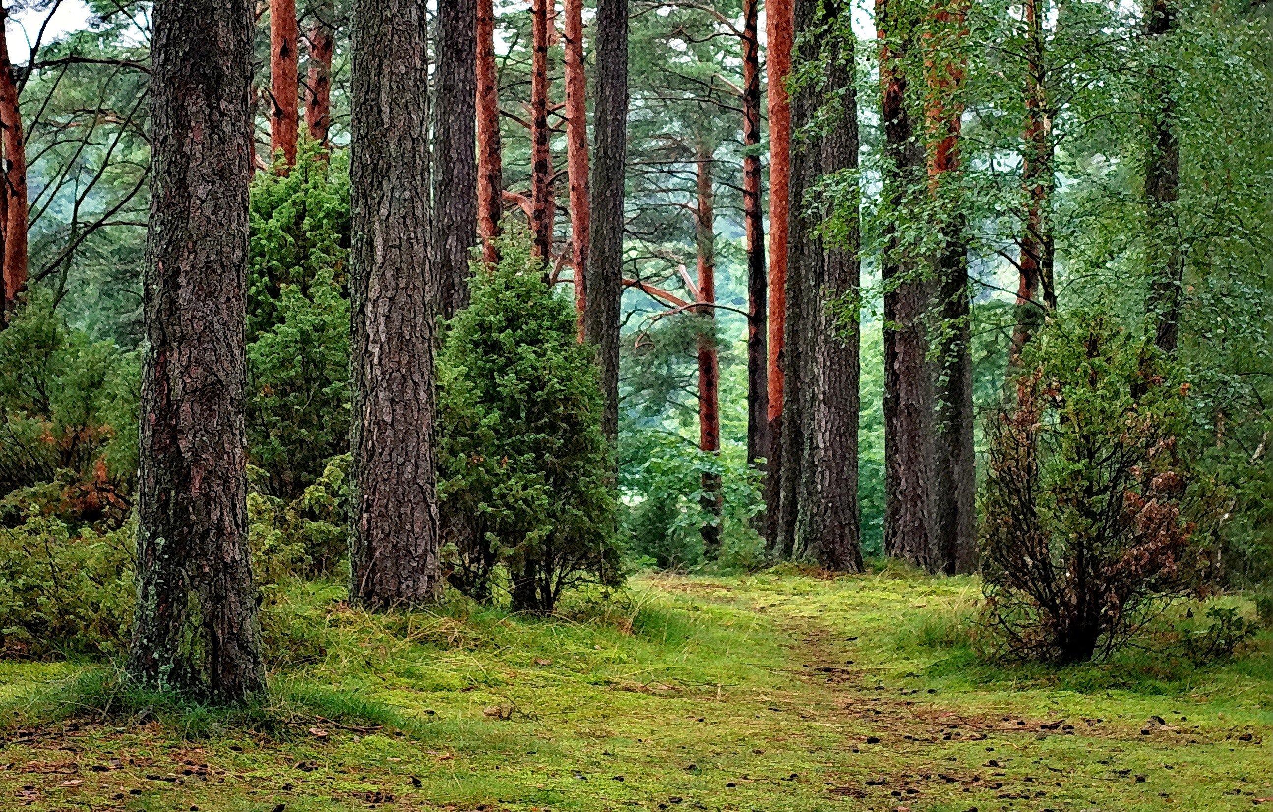 Lush forest. | Source: Pexels/Pixabay