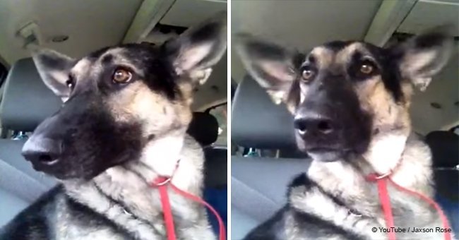 Dog's favorite song plays on radio and her dance moves steal the show