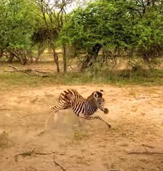 Das Zebra Baby hatte Probleme, auf die Beine zu kommen, nachdem es befreit worden war. I Quelle: youtube.com/Robert Yoshioka