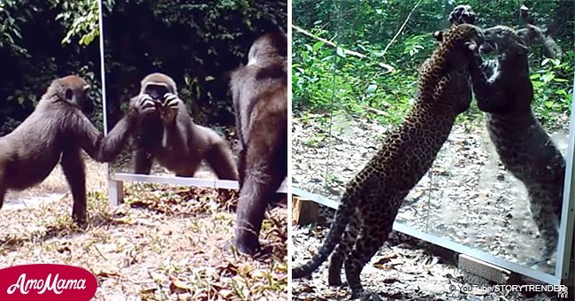 Video compilation of jungle animals reacting to their own reflection in a mirror