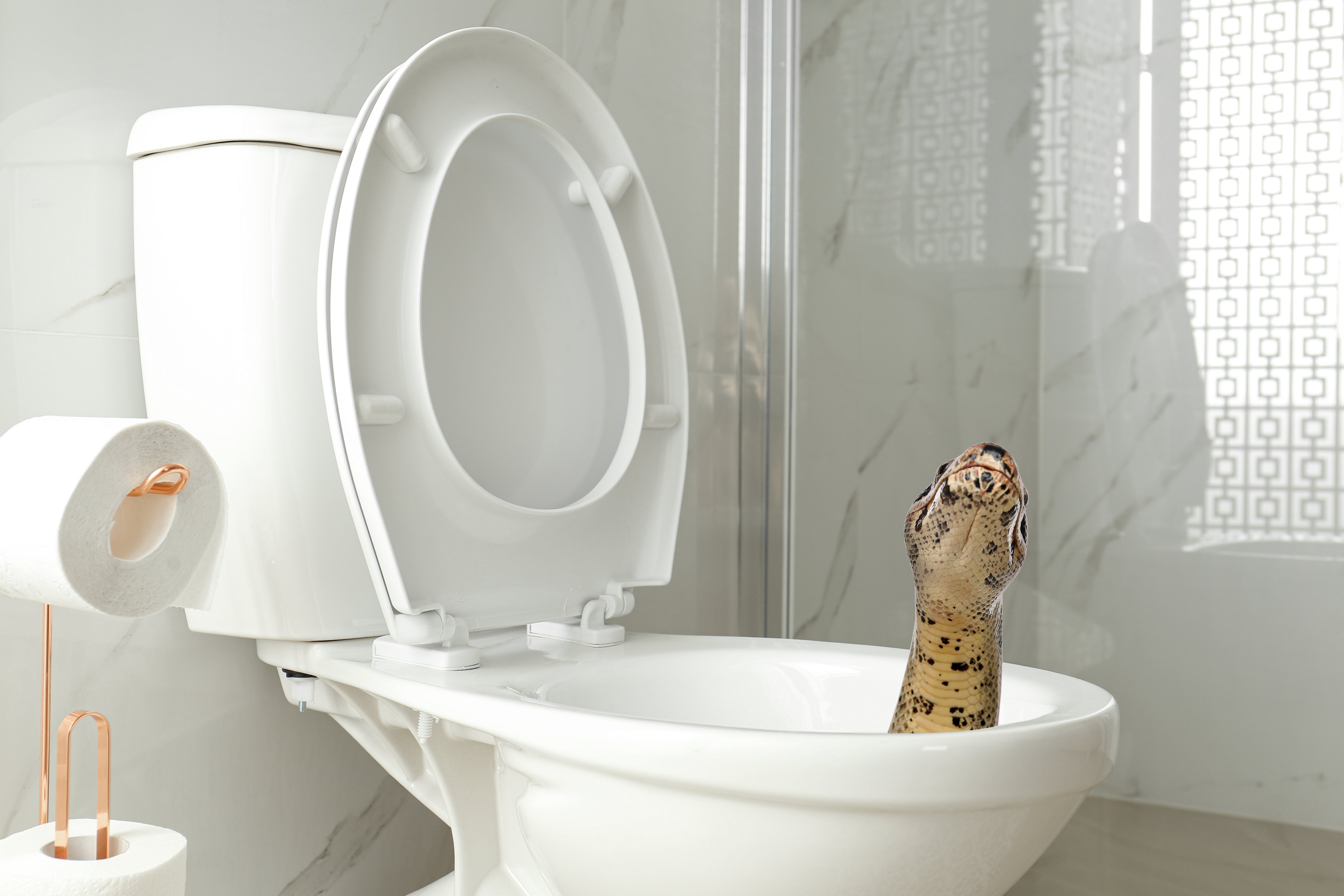Brown boa constrictor on toilet bowl in bathroom | Photo: Shutterstock/New Africa 
