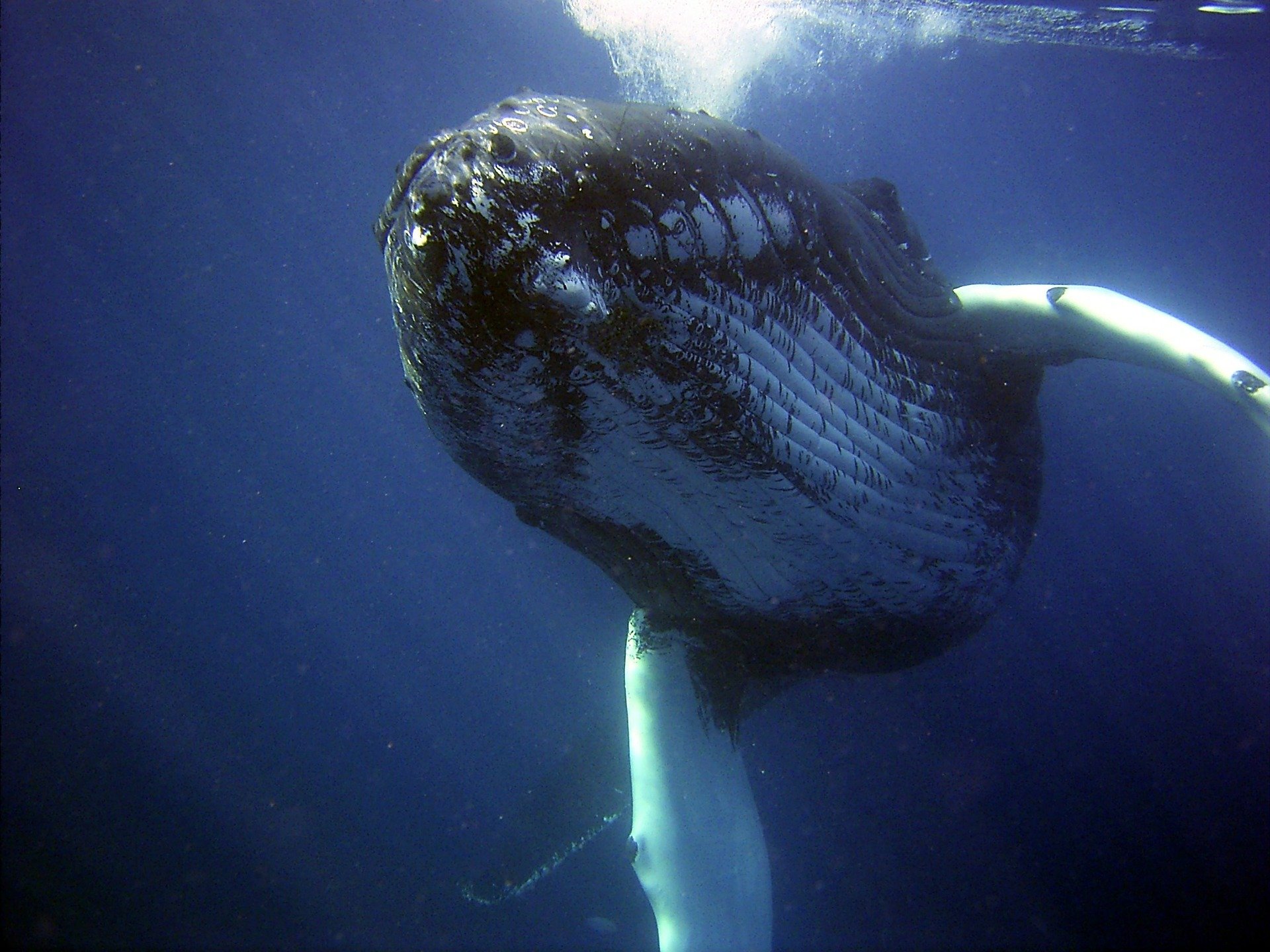 A humpback whale. | Photo: Pixabay/David Mark