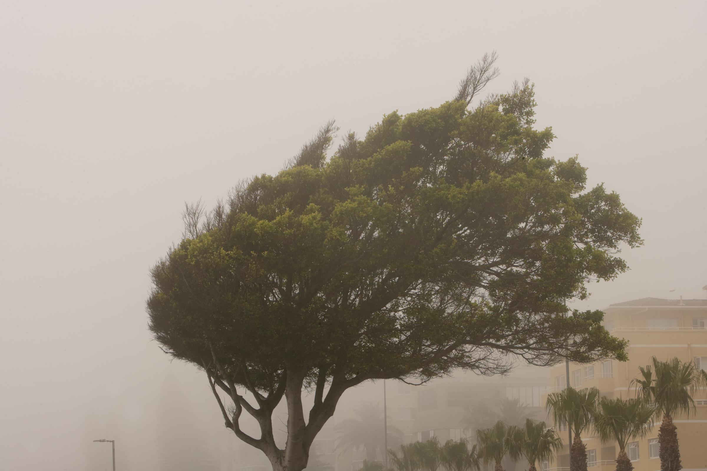 A tree pictured during strong winds on December 22, 2020 | Source: Getty Images