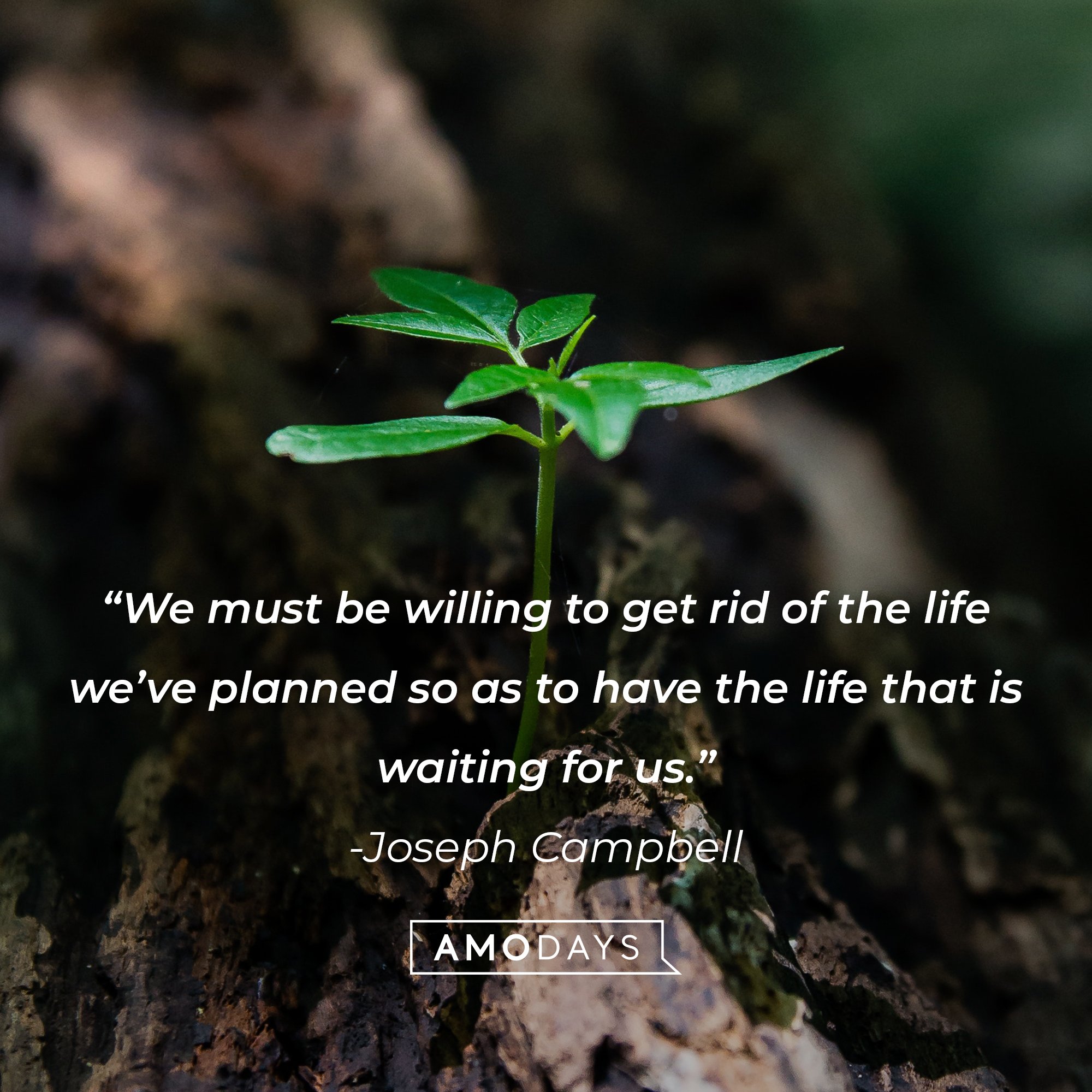Joseph Campbell's quote: “We must be willing to get rid of the life we’ve planned so as to have the life that is waiting for us.” | Image: AmoDays