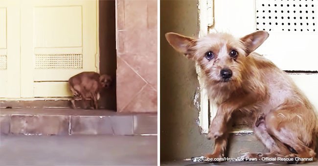 Dog is terrified when she meets her rescuer, but in a short time becomes unrecognizable