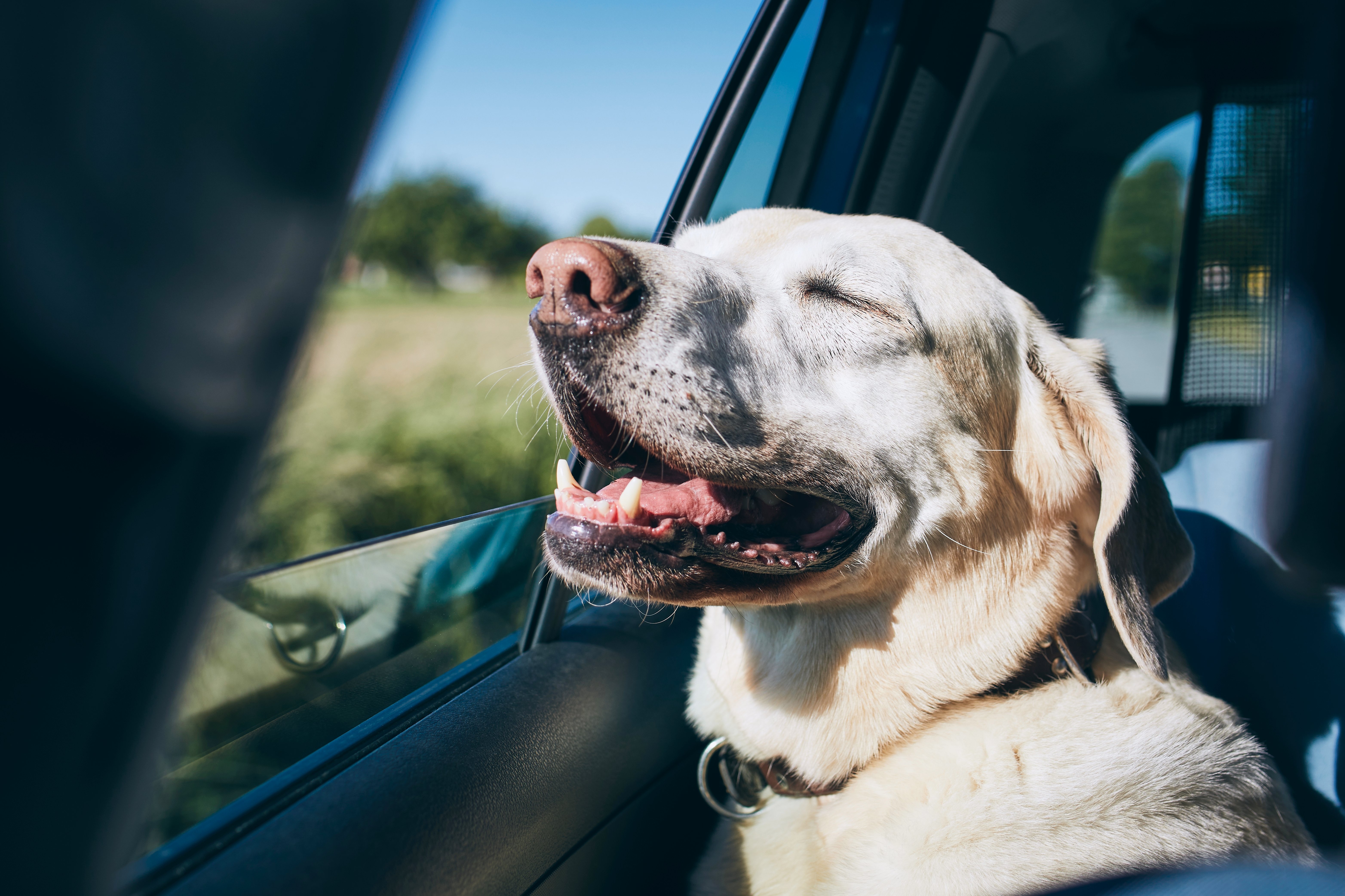 Perro feliz. | Foto: Shutterstock