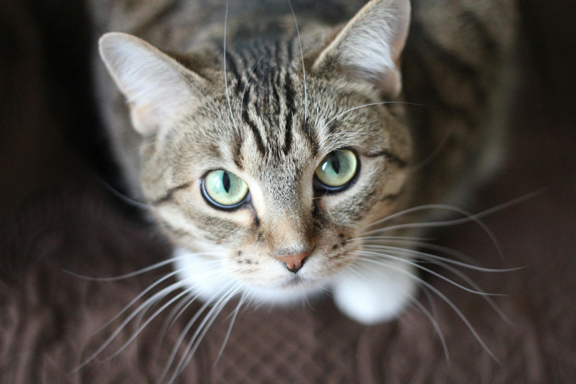 Close-up of a cat's face | Source: Pexels