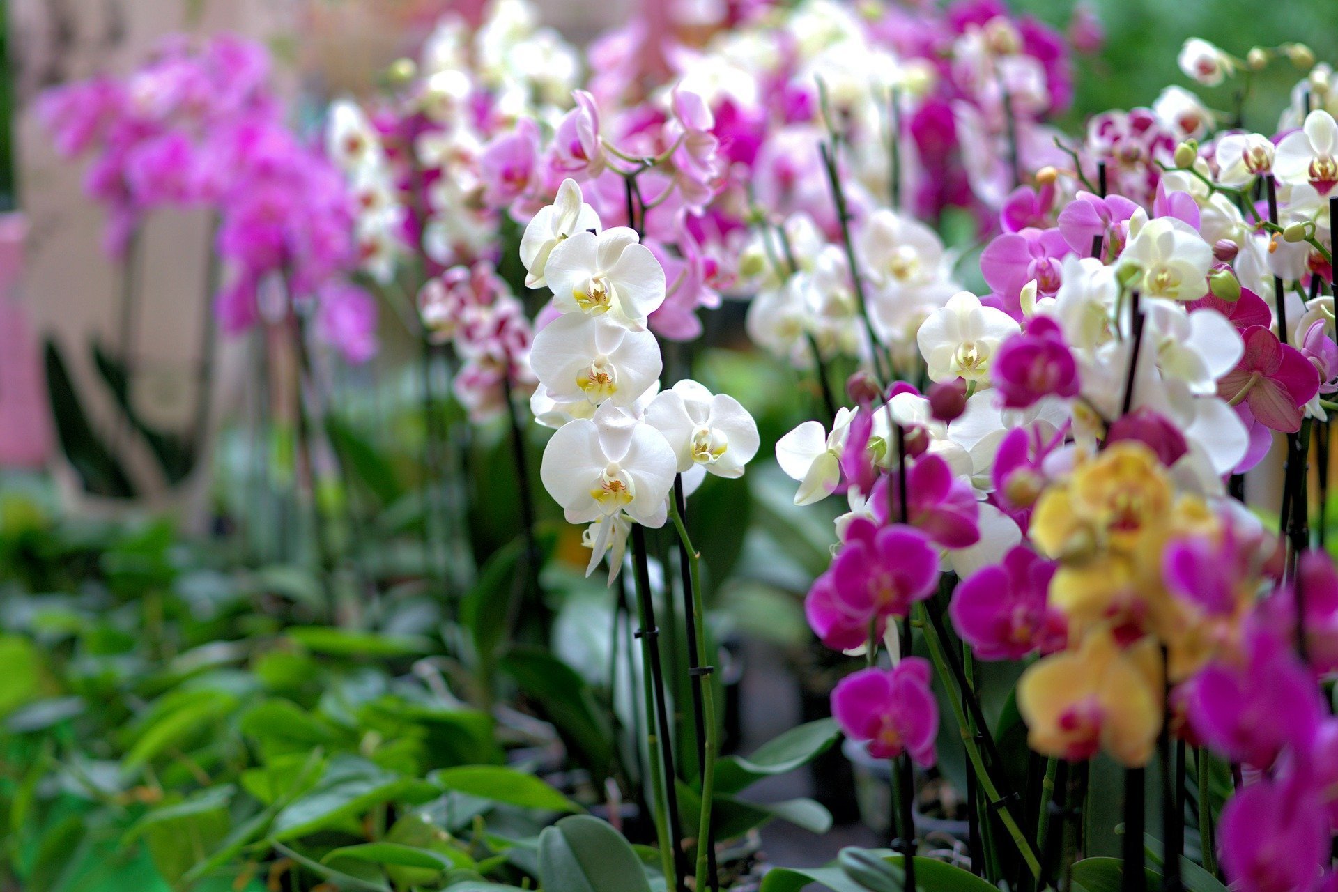 Field of multi-colored orchids. | Source: Pixabay