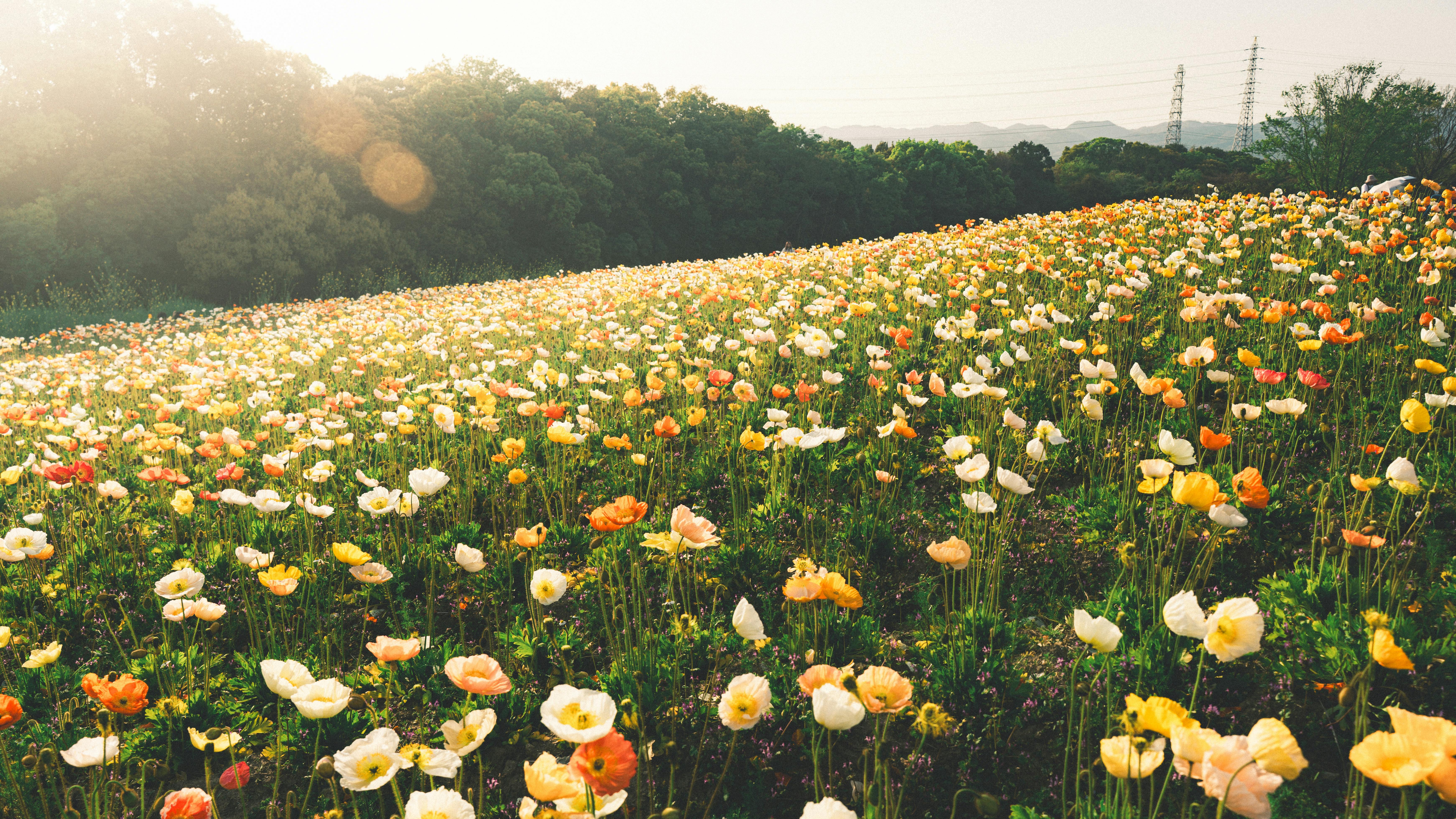 A bright and colorful field | Source: Pexels