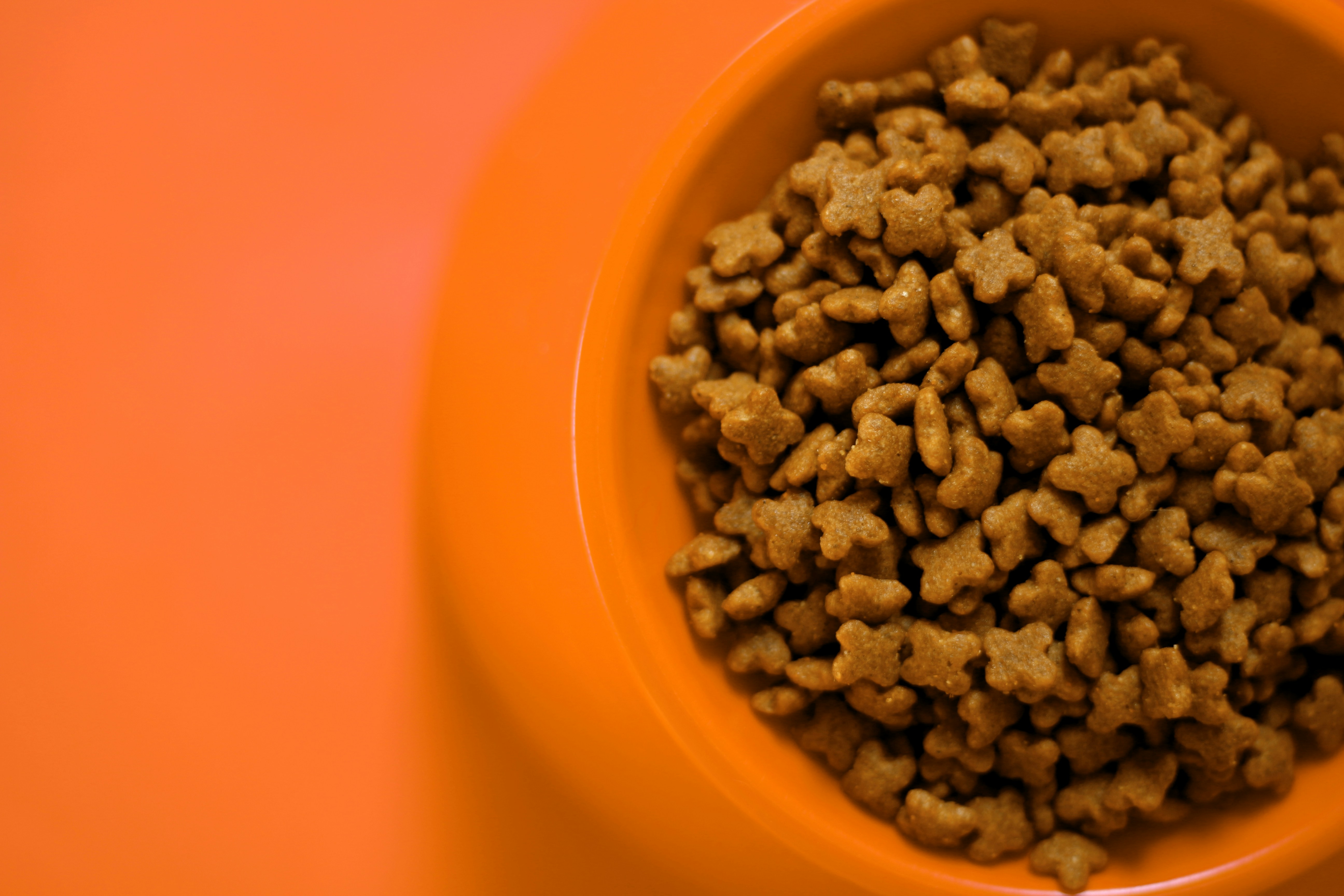 A bowl of dog food | Source: Unsplash